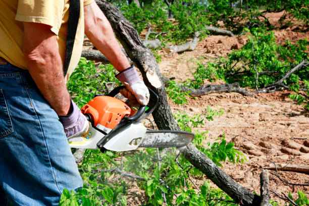 Why Choose Our Tree Removal Services in North Eastham, MA?